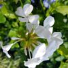 Plumbago auriculata, White Cape Leadwort , 4 Inch Pot - Image 3