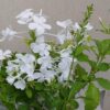 Plumbago auriculata, White Cape Leadwort , 4 Inch Pot - Image 2