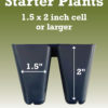 Firecracker Red Russelia Equisetiformis Starter Plant - Image 3