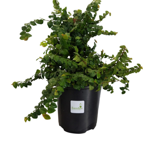 Ficus Pumila Creeping Fig, Wall Climber, Gallon Pot