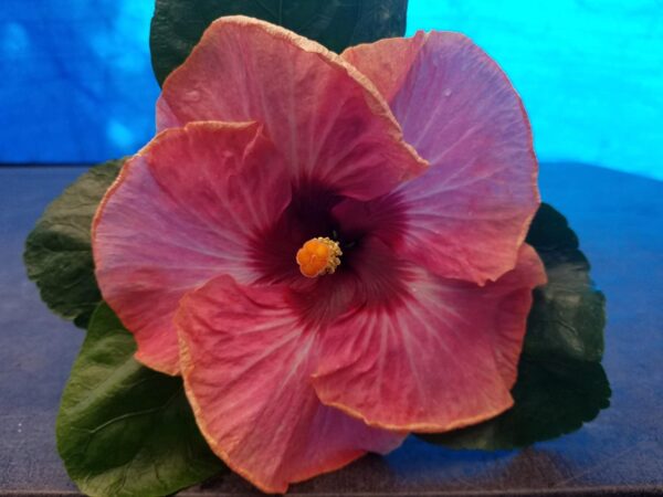 Hibiscus Flower Shrub, Cajun Color Creole Fire, Starter Plant - Image 3