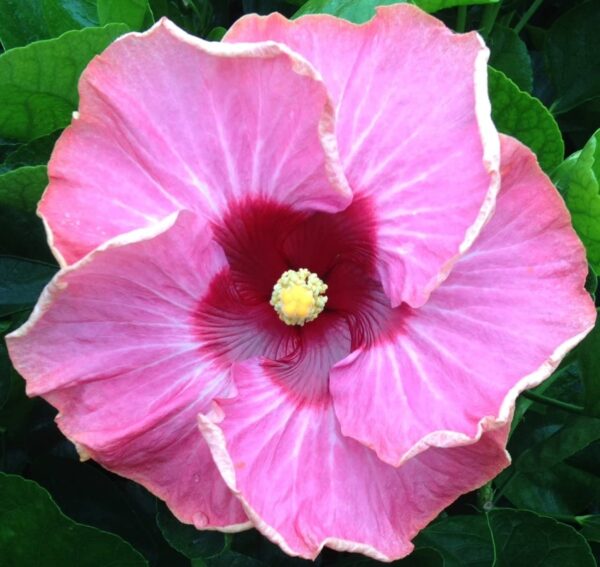 Hibiscus Flower Shrub, Cajun Color Creole Fire, Starter Plant