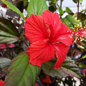 Hibiscus, Rose Queen Red Flower, 4 Inch Pot