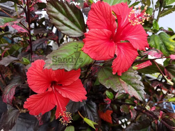 Hibiscus, Rose Queen Red Flower, 4 Inch Pot - Image 2