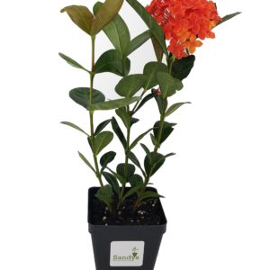 Ixora Coccinea Maui Red 4 Inch Pot