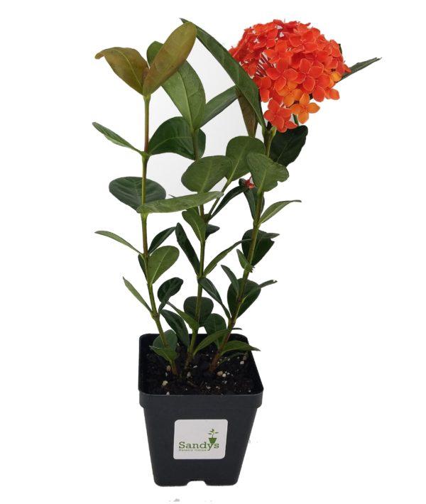 Ixora Coccinea Maui Red 4 Inch Pot