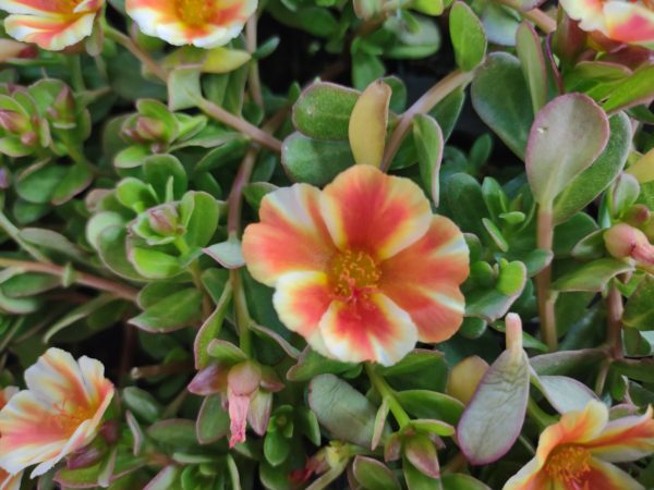 Portulaca ColorBlast Mango Mojito