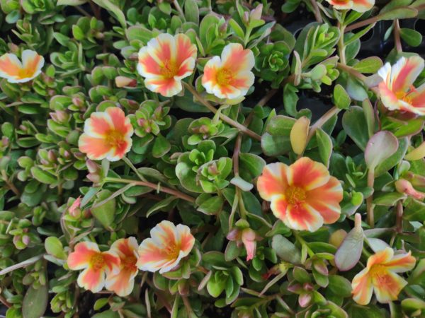 Portulaca ColorBlast Mango Mojito