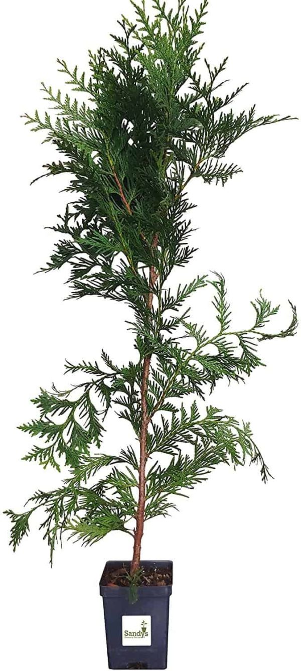 Thuja Green Giant Arborvitae Tall