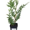 Thuja Green Giant Arborvitae Tree 3 Inch Pot