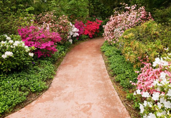 Azalea Shrub, Purple Formosa Flower, Starter Plant