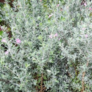 Leucophyllum frutescens ‘Texas Sage’, 4 Inch Pot