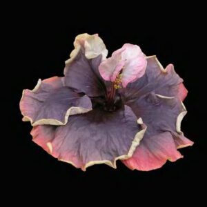 Hibiscus Flower Shrub, Cajun Color Blueberry Thrill, Starter Plant