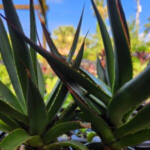Agave Blue Glow Starter Plant
