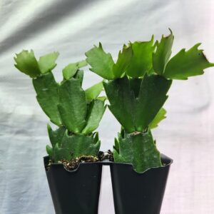 Schlumbergera, Christmas Cactus, Purple Starter Plant, Lot of 2