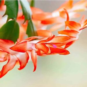 Schlumbergera, Christmas Cactus, Orange Starter