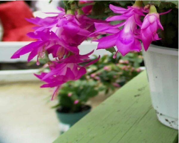 Schlumbergera, Christmas Cactus, Purple Starter Plant