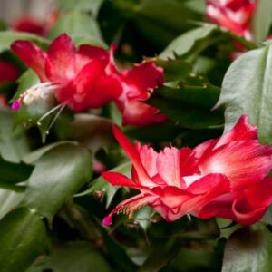 Schlumbergera, Christmas Cactus, RED Starter Plant, Lot of 2