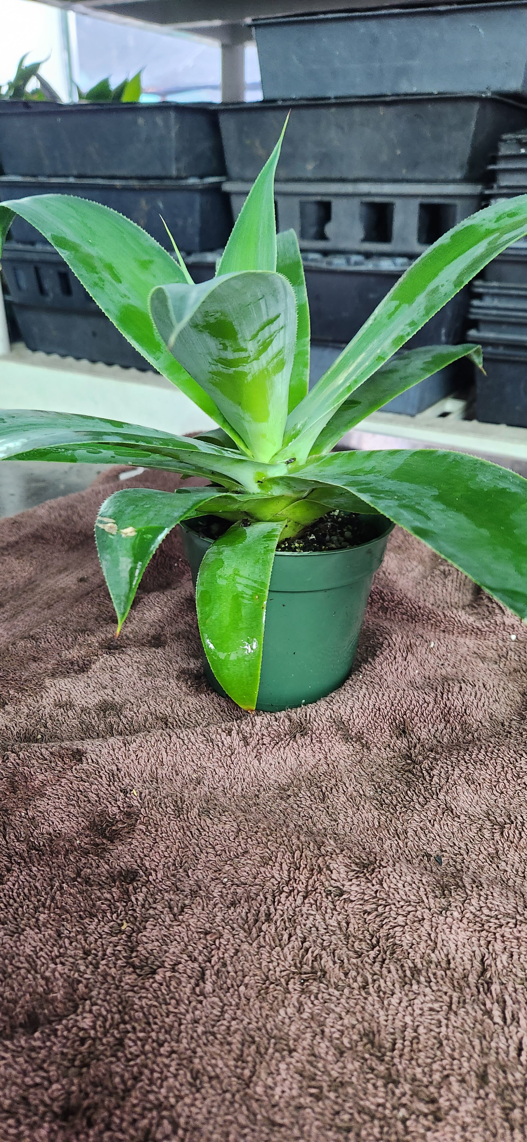 Agave Blue Flame 4-Inch Pot - Image 3