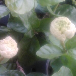 Jasmine Sambac "Grand Duke of Tuscany" 4 inch pot
