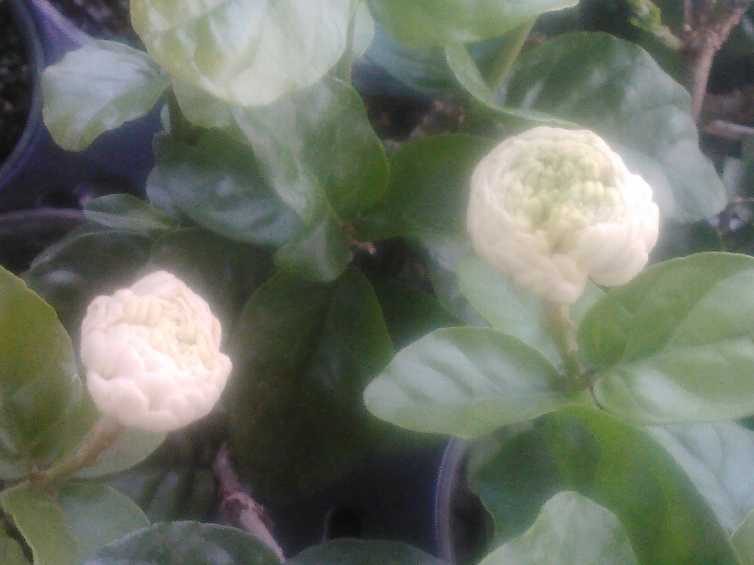 Jasmine Sambac "Grand Duke of Tuscany" Starter Plant - Image 2