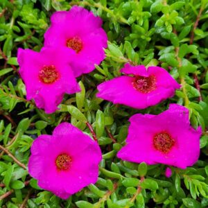 Portulaca 'Puerto Rican Purslane', Succulent Ground Cover, Stater Plant Lot of 2