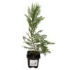 Cypress Leyland 3 Inch Pot