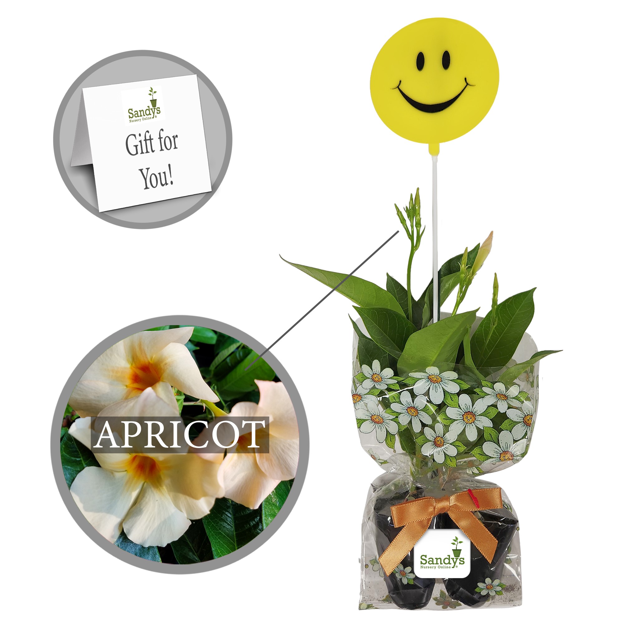Mandeville Apricot All Included Gift Pack Starter Plant Lot Of For Mother S Day Happy
