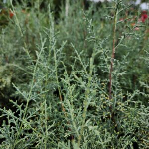 Arizona Cypress Tree Shrub, Cupressus arizonica Carolina Sapphire, Starter Plant