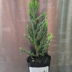 Juniper Blue Point Starter Plant