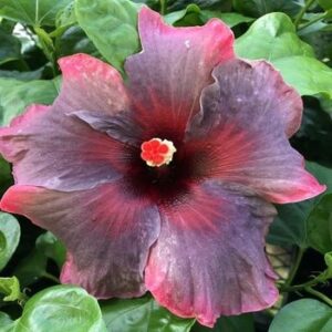 Hibiscus Cajun Color Rios Purple Sunset, Starter Plant