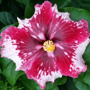 Hibiscus Cajun Color Purple Magic