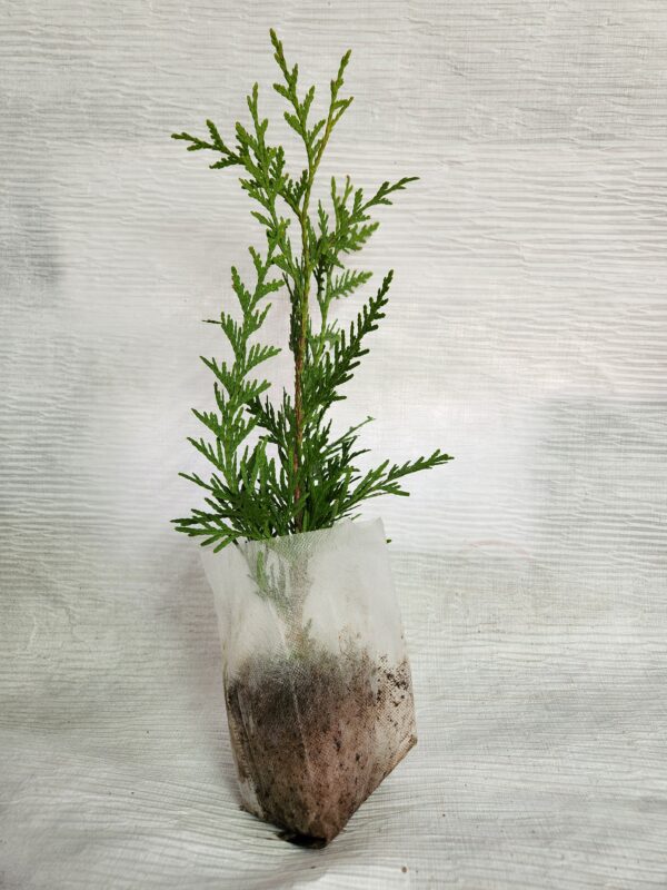 Thuja Green Giant Arborvitae Lot of 30 in a Protective Pouch 12+ inches tall - Image 3