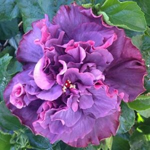 Hibiscus Cajun Color Live Plant – Bayou Rose 4 Inch Pot