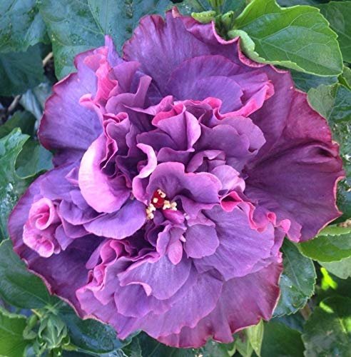 Hibiscus Cajun Color Live Plant – Bayou Rose 4 Inch Pot