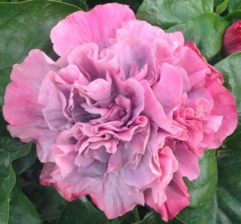 Hibiscus Cajun Color Live Plant – Bayou Rose 4 Inch Pot - Image 2