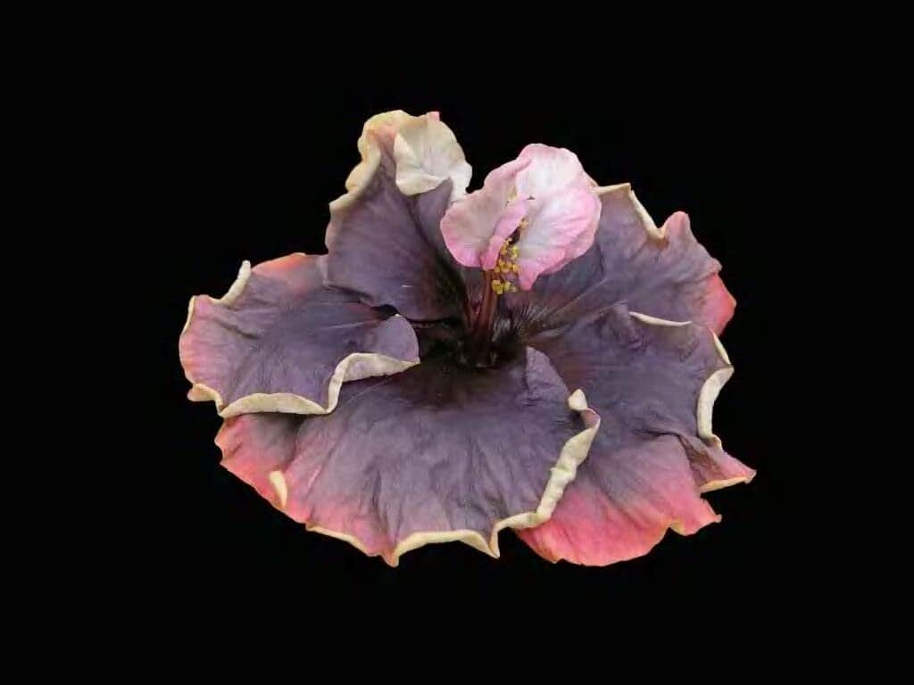 Hibiscus Cajun Color Live Plant - Blueberry Thrill 4 Inch Pot