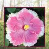 Hibiscus Cajun Color Live Plant – City Slicker 4 Inch Pot - Image 2