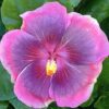 Hibiscus Cajun Color Live Plant – City Slicker 4 Inch Pot