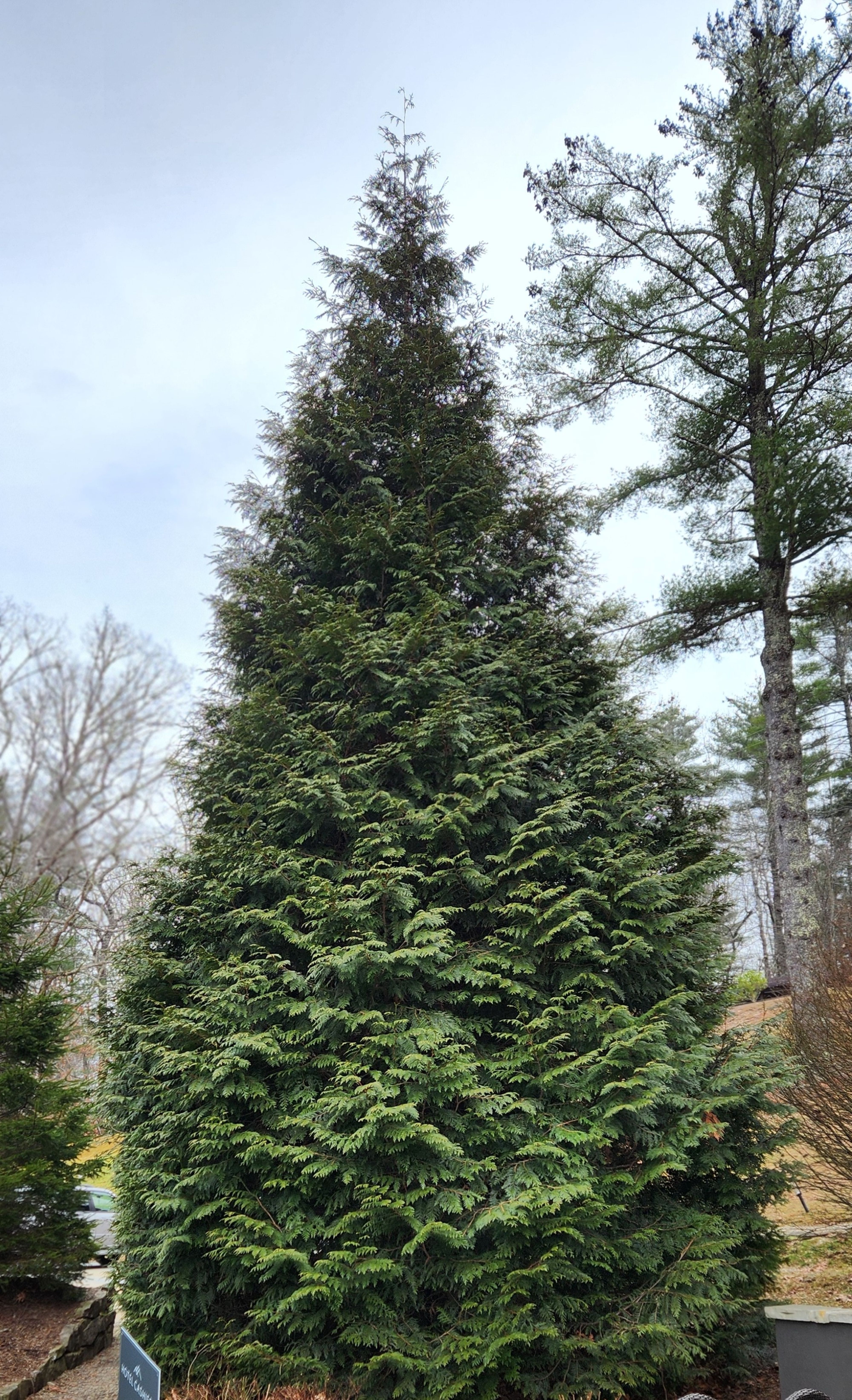 Thuja Green Giant Arborvitae Lot of 30 in a Protective Pouch 12+ inches tall - Image 5