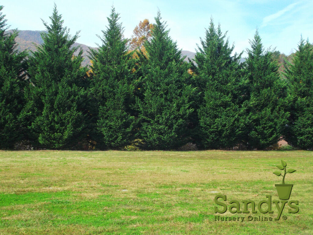 Green-Giant-SNO-Logo-Large2--