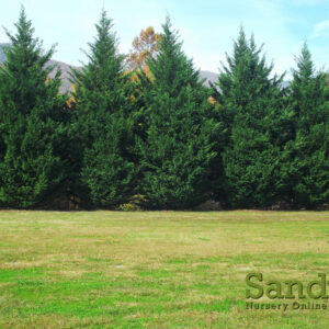 Thuja Green Giant Arborvitae Lot of 30 in a Protective Pouch 12+ inches tall