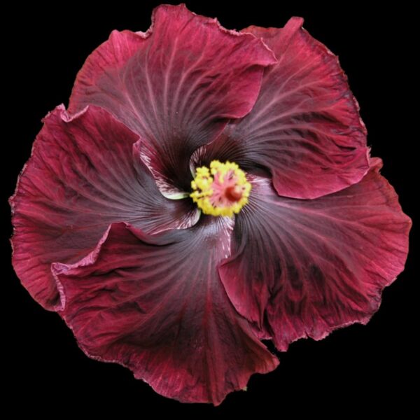 Hibiscus Cajun Color Live Plant- Black Dragon 4 Inch Pot - Image 2