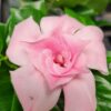 Mandevilla Double Pink Blush, Quart Pot - Image 2