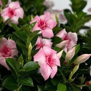 Mandevilla Double Pink Blush Starter Plant, 4 Inch Pot