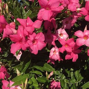 Mandevilla Plant, Vibrant Giant Dark Pink, Quart Pot