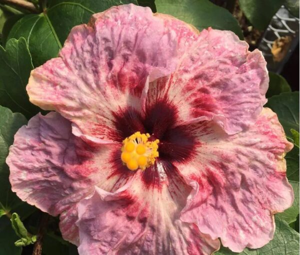 Hibiscus Cajun Color Live Plant - Fire and Ice 4 Inch Pot