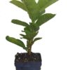 Mandevilla NEW! Double Pink Blush Starter Plant, 3 Inch Pot - Image 4