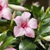 Mandevilla NEW! Double Pink Blush Starter Plant, 3 Inch Pot - Image 2