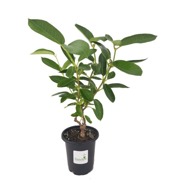 Mandevilla, New! Giant Peach, 4 Inch Pot - Image 2